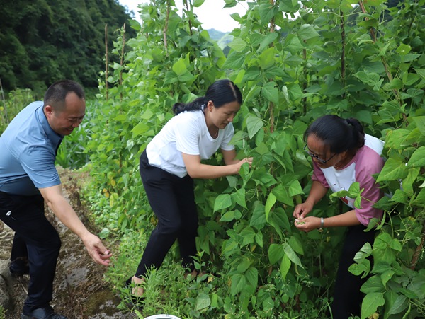 4.游客到田间地头体验采摘豆荚的乐趣。